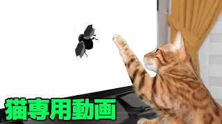 猫専用動画 動き回る虫 Cat specific videos insects that move around