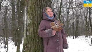 Дуб лікує: виразки, ясна, кровотечі, діарею і цукровий діабет…  Як робити ліки з дуба впродовж року