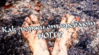 Секретная практика закаливания для ног моржей