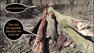 Cutting down a dead tree? A danger to consider...