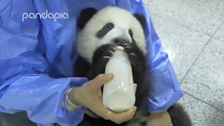 Small panda drinking milk