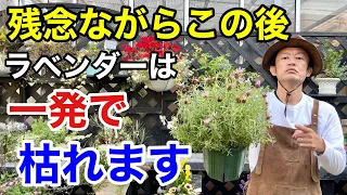 【大雨後】必ずすべきラベンダーの花後の手入れ教えます                           【カーメン君】【園芸】【ガーデニング】【初心者】