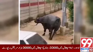 #99newsHD The sacrificial buffalo was shot . me of sacrifice in Karachi, the buffalo went berserk,