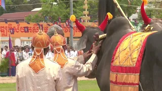 ព្រះរាជពិធីច្រត់​ព្រះនង្គ័ល​ នៅខេត្ត​កំពង់​ស្ពឺ​ឆ្នាំ​នេះ​ គោឧសភរាជ​ បរិភោគ​ស្រូវ​ ៩៥%​ ពោត​ ៩៥%