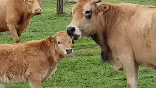 Bonita mañana entre animales😍