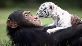 12 Unusual Animal Friendships That Will Melt Your Heart