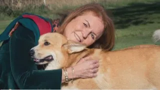 Royal corgis loving life with the Duchess of York