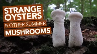 Strange Oysters & Other Summer Mushrooms