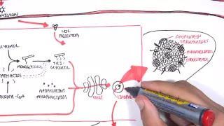 Physiology of Lipoproteins Cholesterol