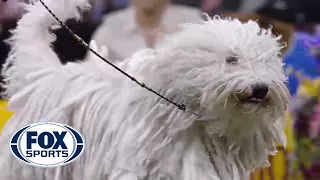 Meet the Working Group | WESTMINSTER DOG SHOW (2018) | FOX SPORTS
