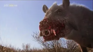 Das Killerschwein - Prähistorische Jäger [zdf Doku]