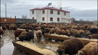 İKİ GÜN BOYUNCA YAĞMUR YAĞDI KOYUNLARIN YERLERİ SUYLA DOLDU