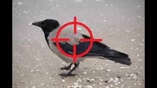 Отстрел серой вороны: запрещено или разрешено? Что отвечать зоозащите.