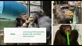 Virtual Webinar: A Feast for Primates