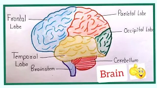 How to draw  Human Brain diagram  in a very easy way || Parts of Human Brain|| @TheDrawingAcumen