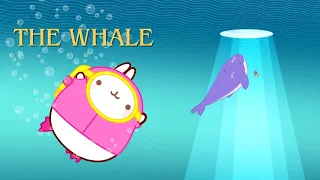 Molang and Piu Piu Swim with a Whale! 🐋 | Funny Compilation for Kids