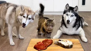 Beef or Fish? What Will My Dogs And Cats Choose?