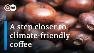 Coffee: The future of coffee growing and production | DW Documentary