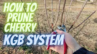 How to prune cherry on KGB training system step by step