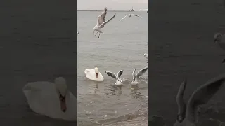 Чайки забирают еду у лебедя.