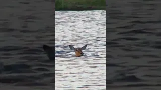 Crocodile Chases Down Impala