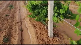 طريقة زراعة العنب في دكالة 2021