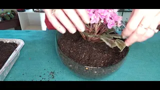 How to Make an AFRICAN VIOLET BUBBLE GARDEN TERRARIUM - Step by Step