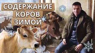 Как содержать коров зимой? | Кормление, уход, содержание коровы в зимнее время