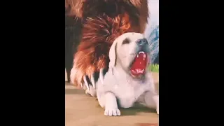Resilient pup 😱faces off Against Mighty 🐻#youtube #viral short
