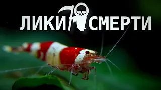 Аквариумные креветки и лики смерти