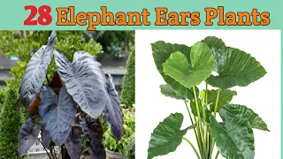 28 Elephant Ear Plant Varieties with Names| Colocasia, Alocasia types | Plant and Planting