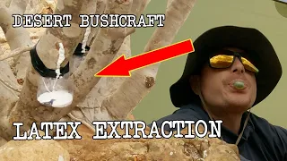 Bushcraft in the Desert: Extracting Latex and Crafting Ancient Chewing Gum