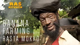 Banana Farming with Rasta Mokko