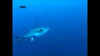 Bluefin Tuna in the Aegean Sea