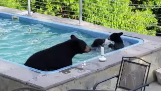 Bears in our pool