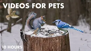 Woodpeckers, Nuthatches, Black Squirrels and More! - 10 Hour Cat TV for Pets to Watch - Jan 20, 2024