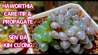 #468 TAKE CARE & PROPAGATE HAWORTHIA | NHÂN GIỐNG SEN ĐÁ KIM CƯƠNG | 다육식물 | 多肉植物 | Suculentas