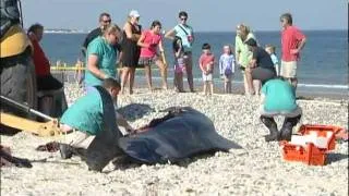 Dead Pilot Whale Washes Up on Duxbury, MA Beach (10-10-11)