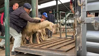 BU SENE KÜÇÜKBAŞ KURBANLIK FİYATLARI NE KADAR ?