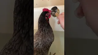 🤞Thought, prayers and epsom salt baths for this egg bound hen