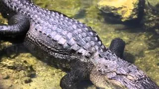 Alligator IX: Body pan (1920x1080, 24fps) Free Creative Commons YouTube Stock Footage