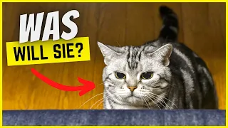 Warum folgt dir deine Katze überall hin? (Der wahre Grund!)