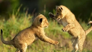 Cute LION CUBS Playing (HD) [Funny Pets]