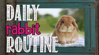 Daily Rabbit Routine