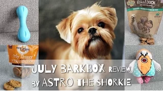 Barkbox Review by Astro the Shorkie