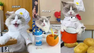 That Little Puff | Cats Make Food 😻 | Kitty God & Others | TikTok 2024 #14