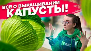 КАК ВЫРАСТИТЬ КАПУСТУ? ПОЧЕМУ КАПУСТА НЕ ВЯЖЕТ КОЧАНЫ? ВСЕ О ВЫРАЩИВАНИИ КАПУСТЫ!