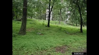 How to Get Rid of Stiltgrass in the Woods