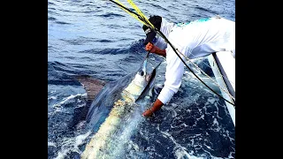 Blue Marlin Release - Nosara, Costa Rica