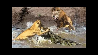 Best Wild Animal Fight Lion vs Crocodile Vs Hiena Vs Elephant